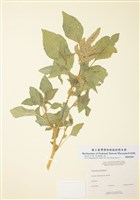 反刺莧藏品圖，第1張